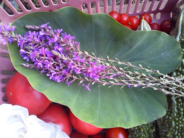８月１１日 ミソハギ 禊萩 の花と里芋の葉で盆飾り ビギナーの家庭菜園