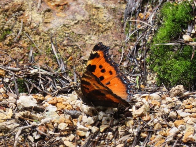 高ボッチ高原・鉢伏山で最近見る事の出来る昆虫　ヒオドシチョウ（緋縅蝶）