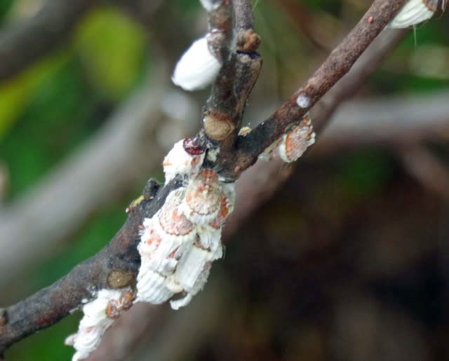これでも昆虫です イセリアカイガラムシ Icerya 介殻虫 別名 ワタフキカイガラムシ 綿吹介殻虫 温泉ドラえもんのブログ