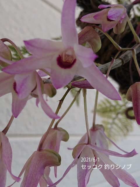 遅咲きのセッコク ツルウメモドキ トリアングラリス 四季咲ナデシコ ハイビスカス2種 私のお庭