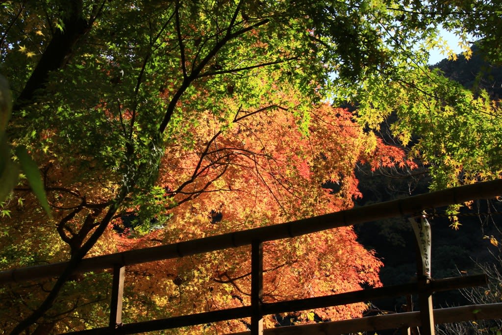 秋の期間限定　　Ⅱの画像