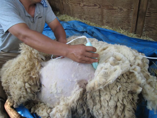 電気羊のバリカン 家畜の毛刈り機 13 USプラグ110V