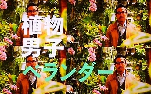 植物 男子 ベランダー dvd 販売済み