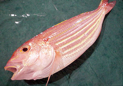 イトヨリ 糸撚魚 イトヨリダイ 糸撚鯛 世の中のうまい話