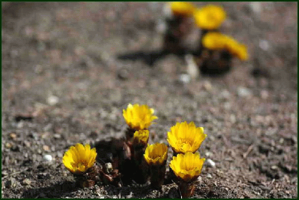 春を告げる黄色の花が 花咲爺やの気まぐれ通信