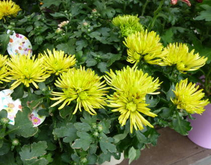 カクテル マム 花の便り