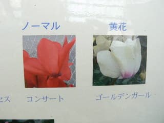 岩手県立花きセンターの黄花シクラメン・「ゴールデンガール」「ネオ ゴールデンガール」 - peaの植物図鑑