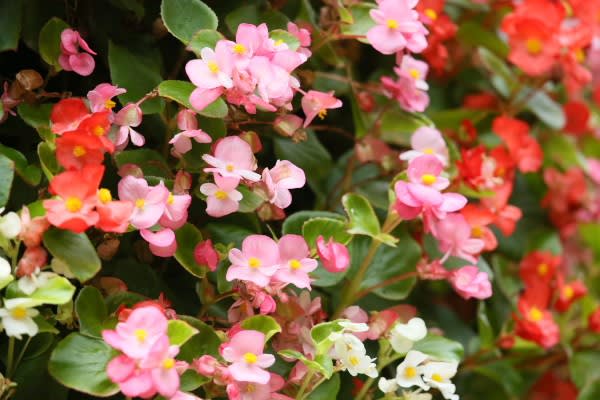 ベゴニア 葉の彩りも楽しめるこの花は11月12日でも誕生花 Aiグッチ のつぶやき