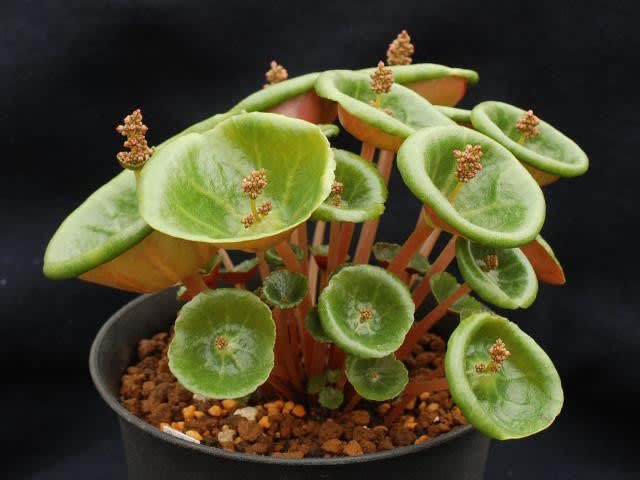 Crassula uмƄella 'Wine Cup' - Ｍｙ ｆａｖｏｒｉｔｅ ｐｌａｎｔｓ