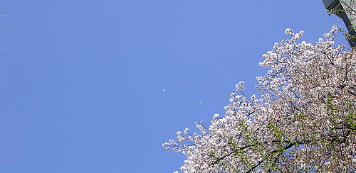 桜の花が散る