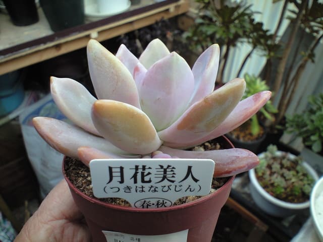 月花美人 新へそ曲がりおじさんの花便り 旧へそ曲がりおじさんの へそ曲がりなオカヤドカリ飼育法 月花美人 新へそ曲がりおじさんの花便り 旧へそ曲がりおじさんの へそ曲がりなオカヤドカリ飼育法
