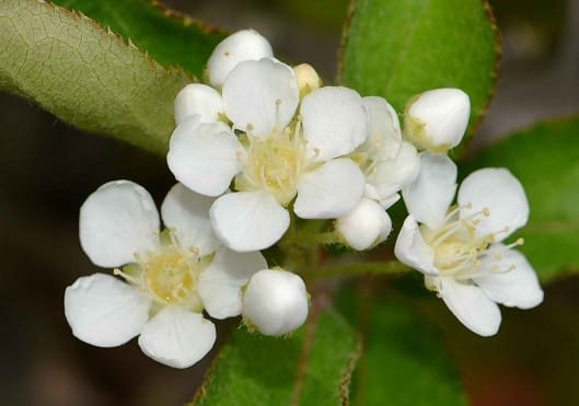 カマツカ の花と実 1 春の花 Koba の庭 春夏秋冬 カマツカ の花と実 1 春の花 Koba の庭 春夏秋冬