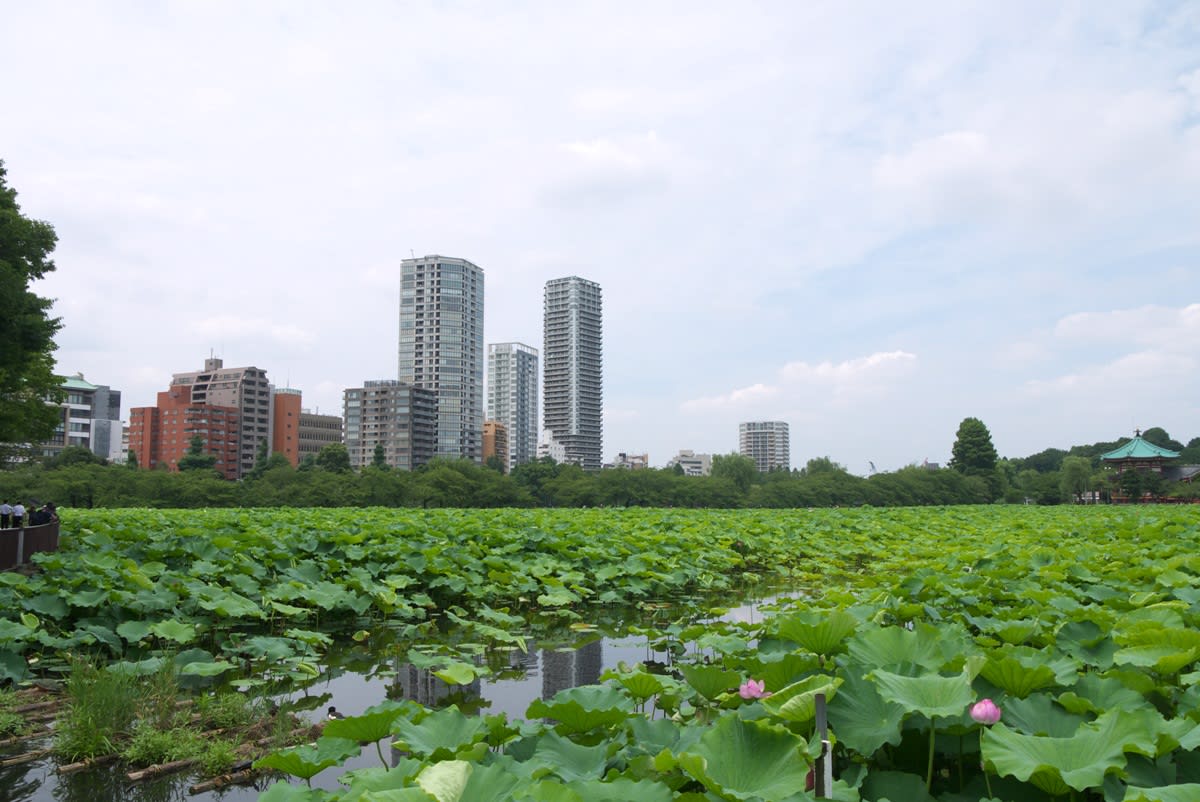７月中旬の不忍池 蓮の葉に覆い尽くされた湖畔を散策する ｐａｒt１ 緑には 東京しかない