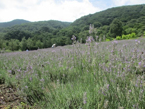 蒜山ハービルのラベンダーが見頃 ミーシャのひとりごと 蒜山ハービルのラベンダーが見頃 ミーシャのひとりごと