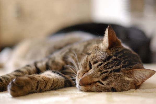 nikon D40/af-s nikkor 50mm 1:1.4g
