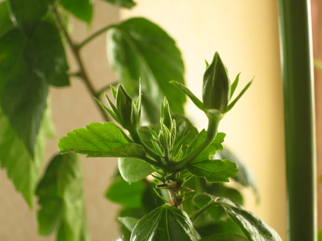 ハイビスカスの種子が採れるまでの観察日記 しなやかに 清々しく