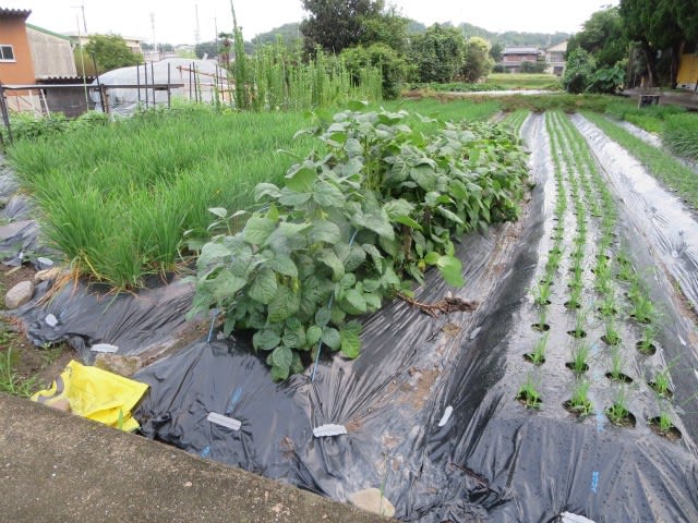 我が家の 家庭菜園の 夏野菜たち 友工房の日記