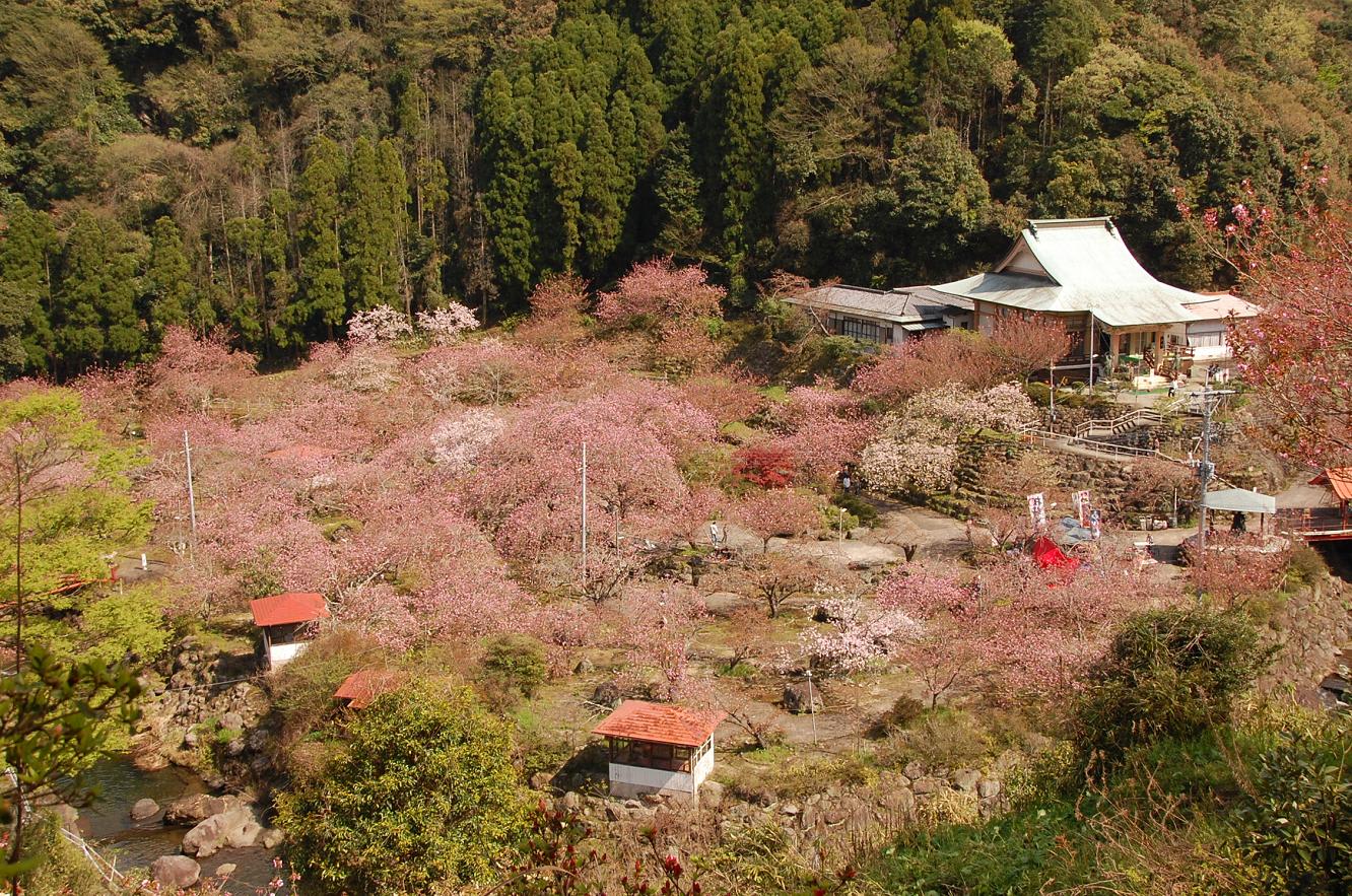 大分の 一心寺 西日本随一の八重桜 ぼたん桜 が植樹 日常