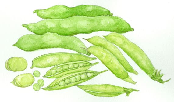 エンドウ豆とソラ豆 草花図