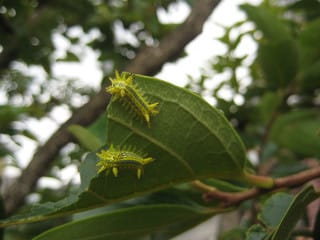 もしも毛虫に刺されたら 元気のもと