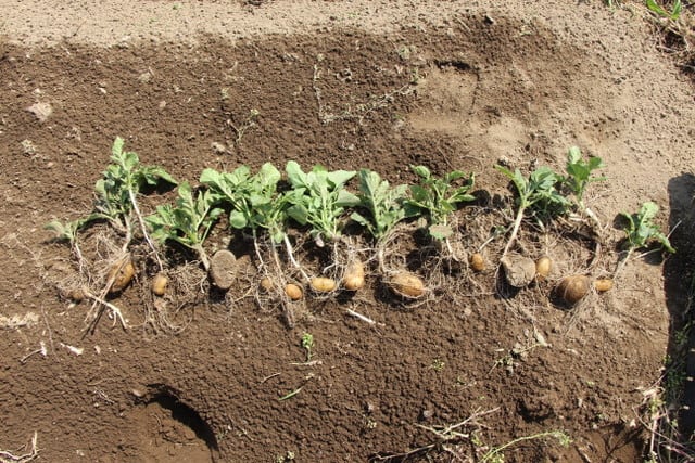 ジャガイモの挿し芽トライアル 上州の素人菜園