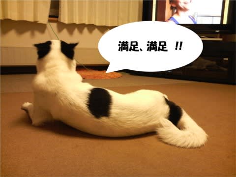 犬用冷凍ヘルシーハンバーグ作り ワンコの小さな城 犬用冷凍ヘルシーハンバーグ作り ワンコの小さな城