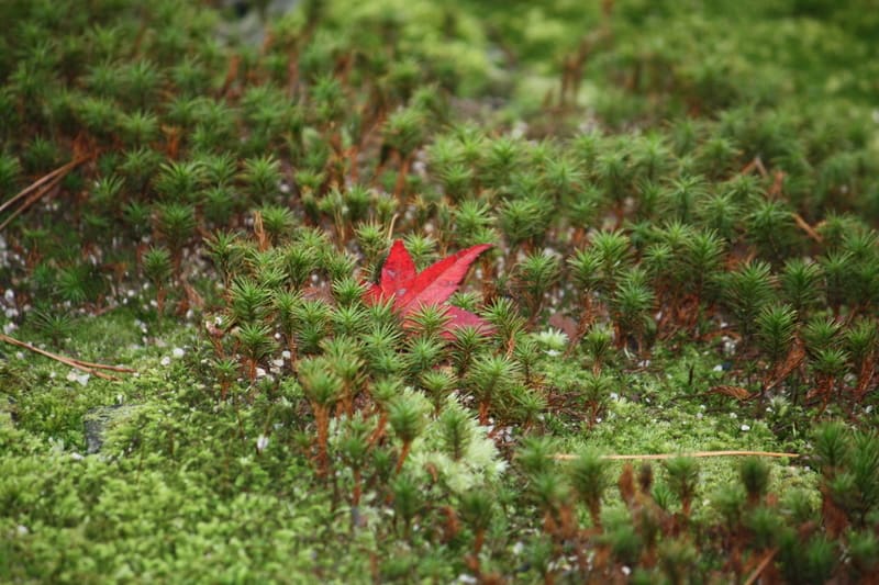 Img_0526 Img_0526