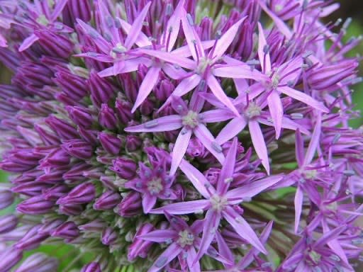 派手な花あり 地味な花あり くらしの花色こころ色 派手な花あり 地味な花あり くらしの花色こころ色