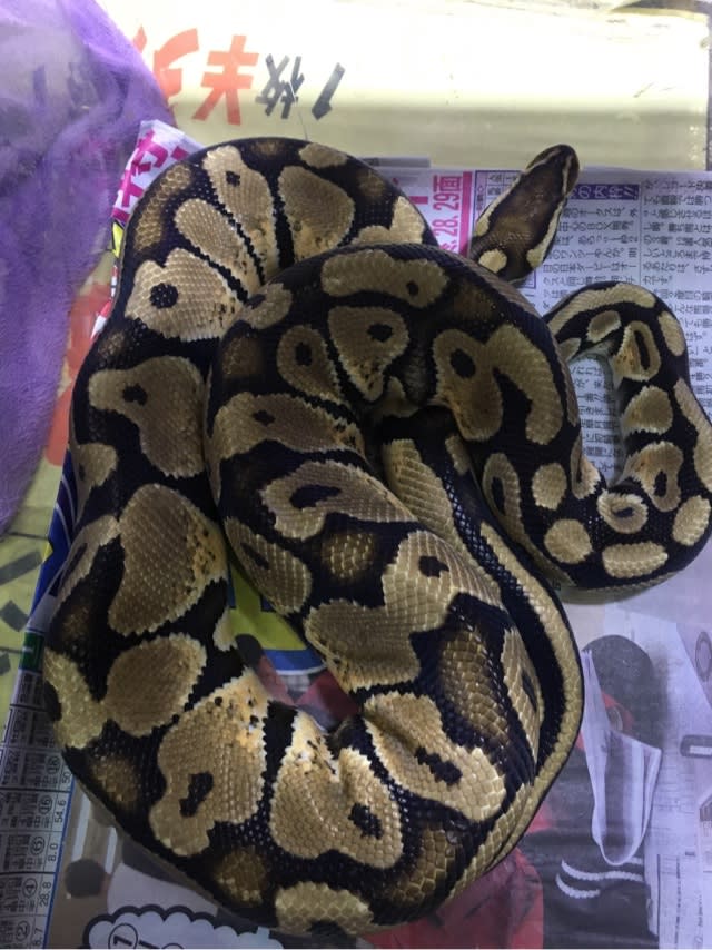 ボールパイソンパステル約1cm 熱帯魚店モンスターアクアリウム 川口店 買取販売情報 ボールパイソンパステル約1cm 熱帯魚店モンスターアクアリウム 川口店 買取販売情報