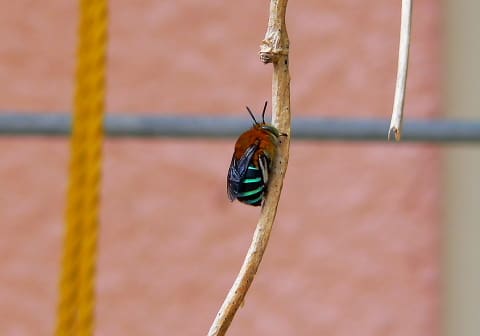 アゴが強い つー虫のブログ