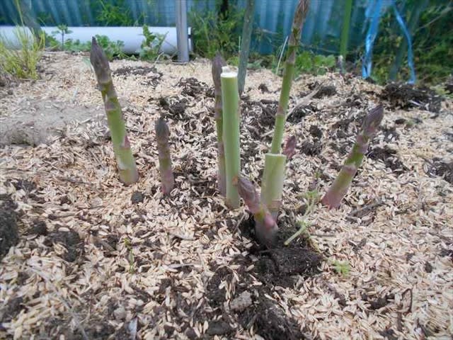 アスパラガス 芽がだんだん増えてきました 4 23 里山菜園 栽培の記録