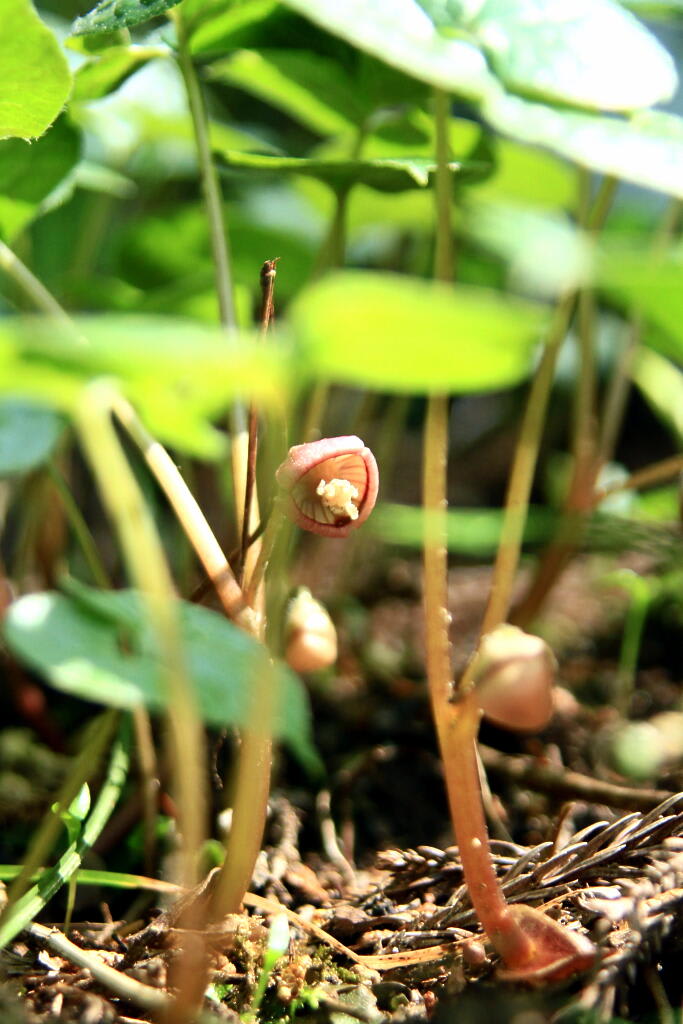 季節の野草 4の画像