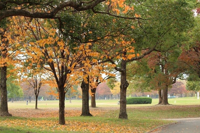 鶴見緑地の紅葉 ひととき