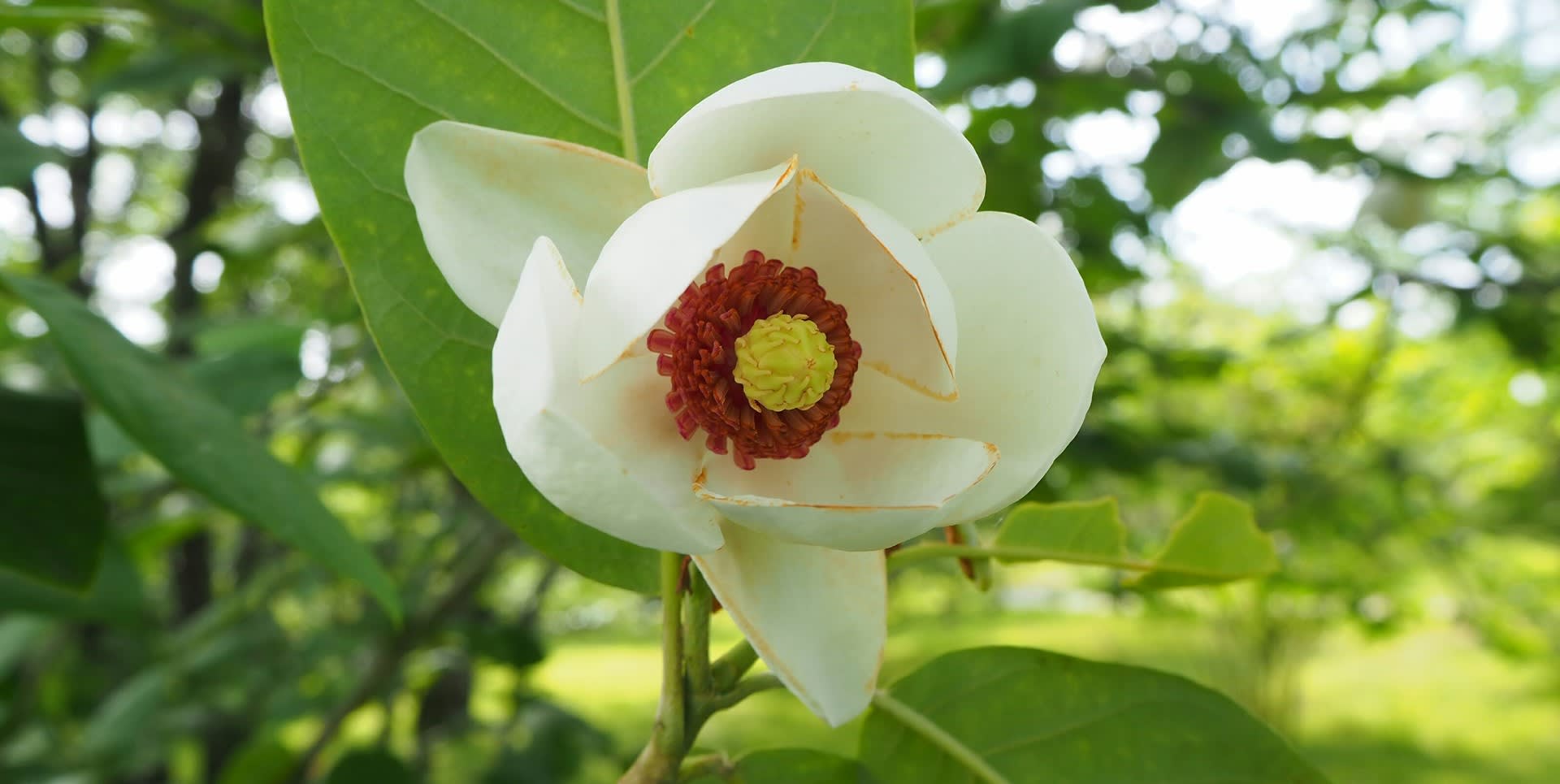 オオバオオヤマレンゲ 大葉大山蓮華 季節の花 京都で定年後生活