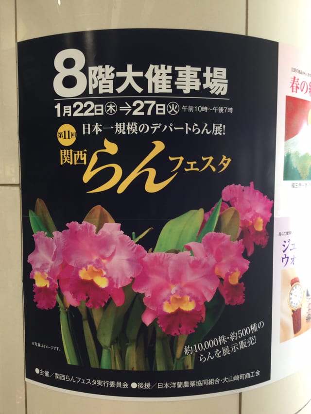 第11回 関西らんフェスタ 画像レポート カトログ カトレヤ交配種のブログ Hybrid Cattleya S Blog Database