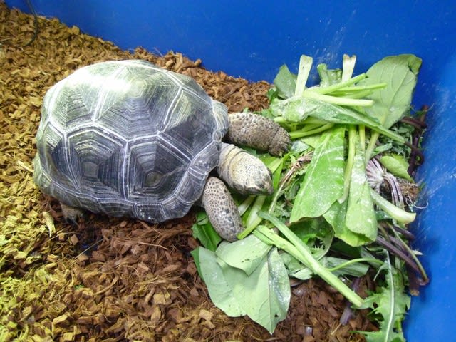 アルダ君はなんでも食べます。 - ヘルマンリクガメ飼育日記第Ⅱ弾 アルダ君はなんでも食べます。 - ヘルマンリクガメ飼育日記第Ⅱ弾