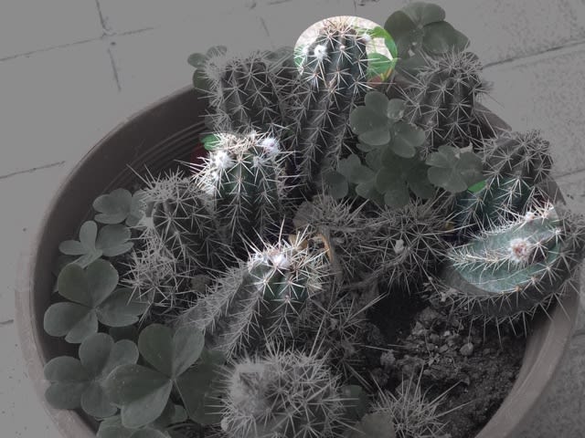 白檀の蕾 小さな苔たち こすもす ぐりーん 白檀の蕾 小さな苔たち こすもす ぐりーん