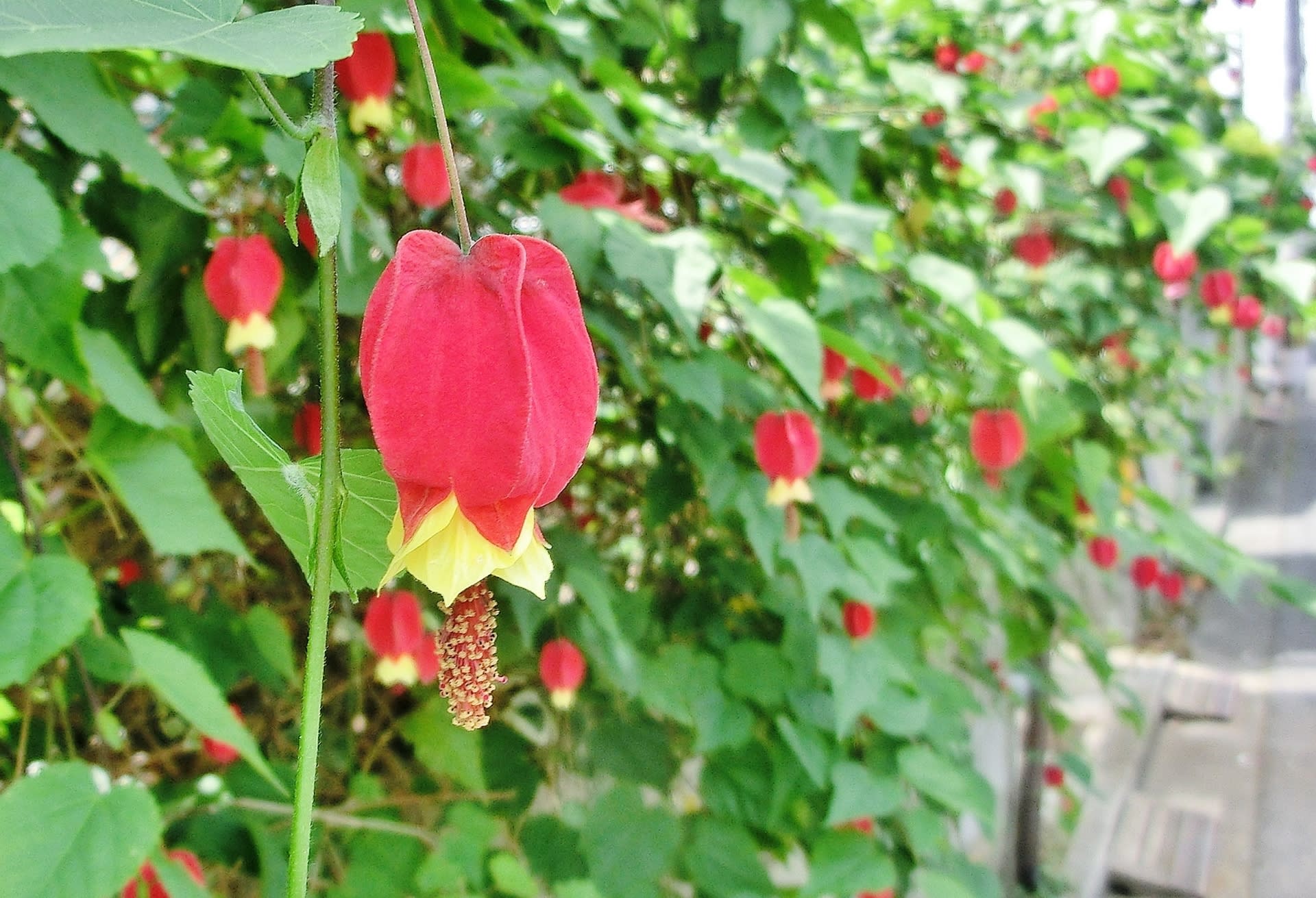 チロリアンランプ 浮釣木 アオイ科 ひげ爺さんのお散歩日記 チロリアンランプ 浮釣木 アオイ科 ひげ爺さんのお散歩日記