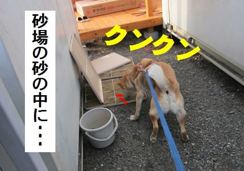 寝床の作り方 飯の為なら なんでもするズラ 寝床の作り方 飯の為なら なんでもするズラ