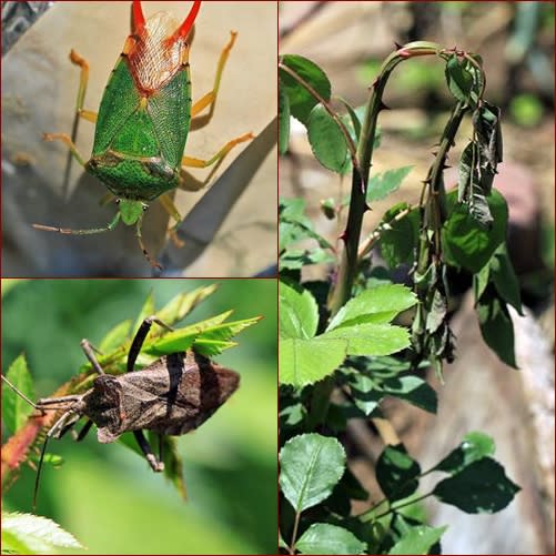 今日の庭 バラ科新芽の害虫 カメムシ オトシブミ 標高900 田舎ぐらし