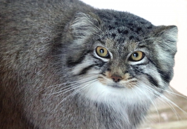 猗窩座 あかざ って果たして卑怯なのか リソースの無駄遣い