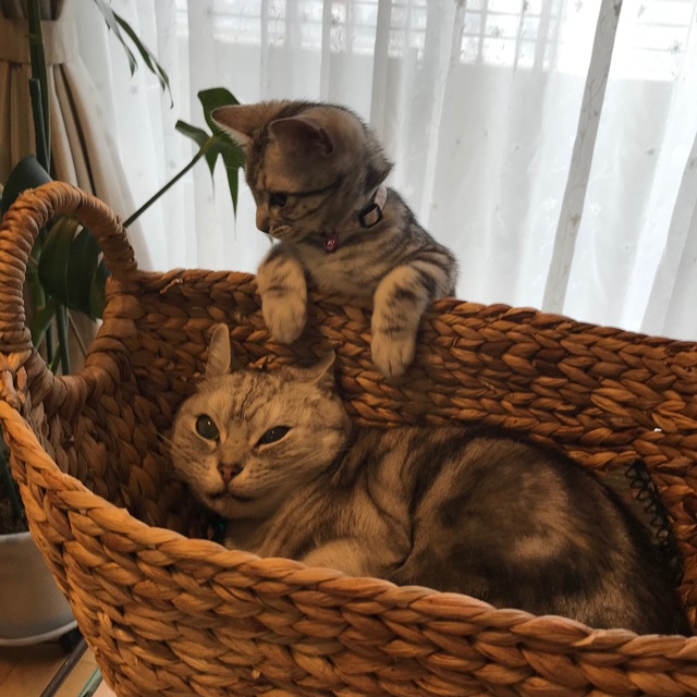 プロフィール画像