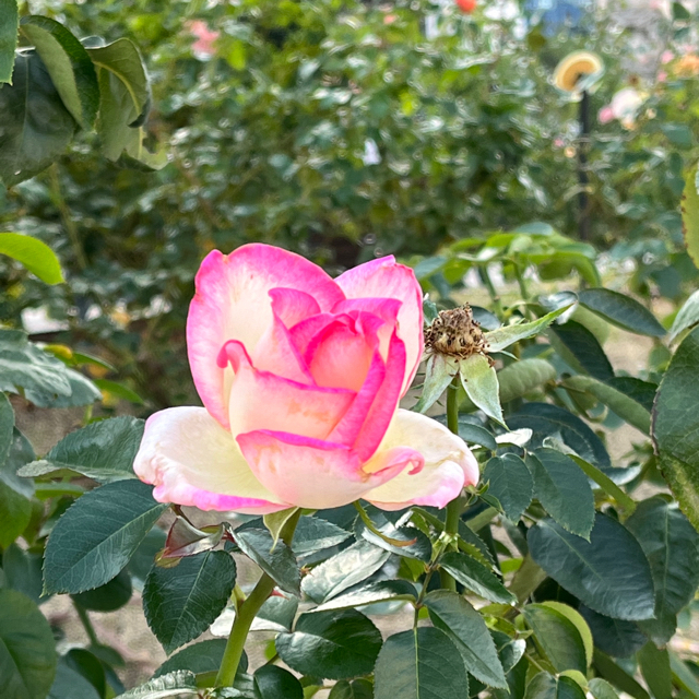プロフィール画像