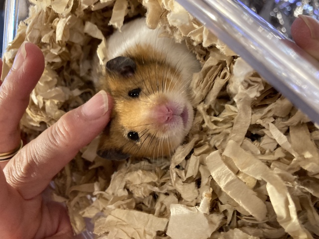 プロフィール画像