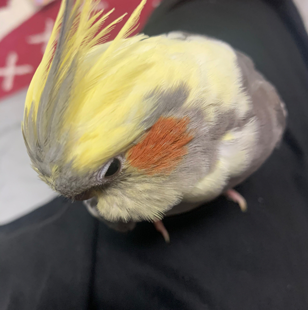 プロフィール画像