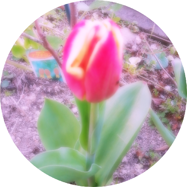 プロフィール画像