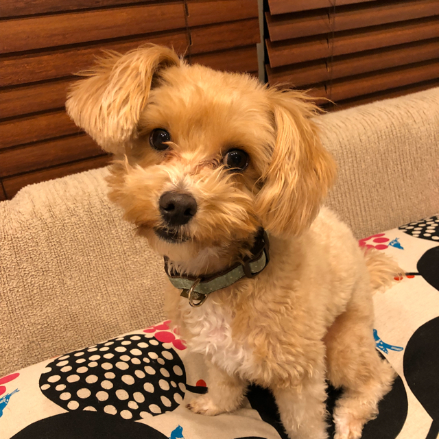 プロフィール画像