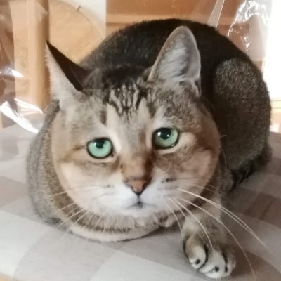 プロフィール画像
