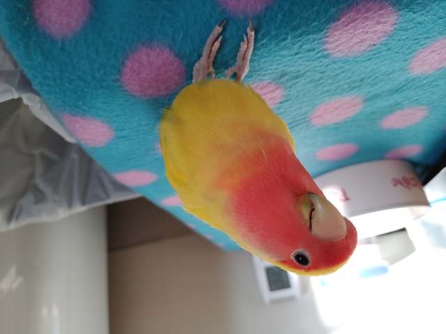 プロフィール画像