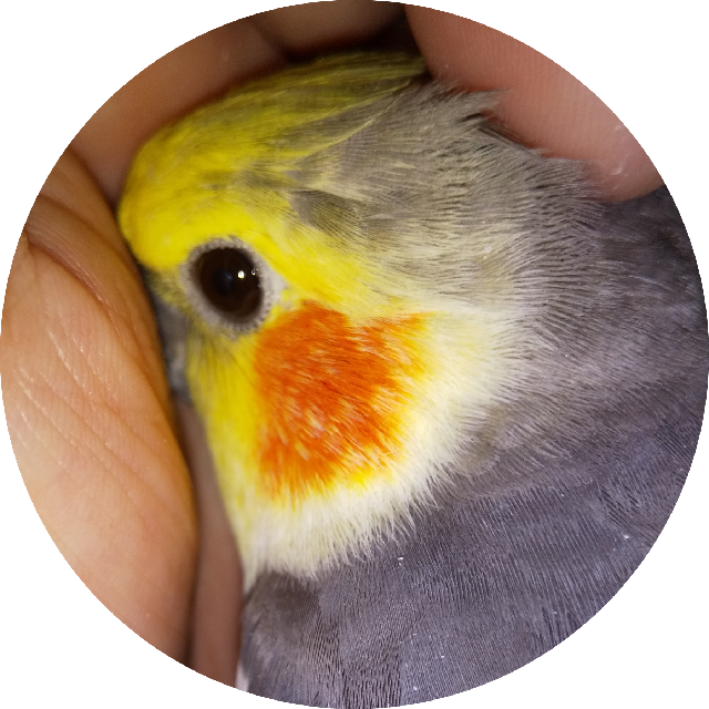 プロフィール画像